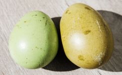 06 Egg